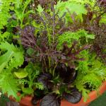 Potagères - Mesclun Asiatique pour Jeunes Pousses - BIO - face recto